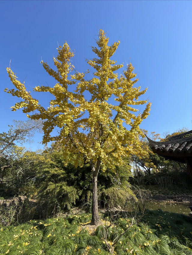 走進千年古樹公園