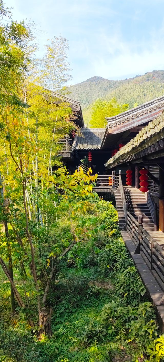 禪茶一味品金秋