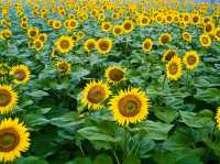 Brighter Days with Sunflowers and Smiles in Singapore 🌻