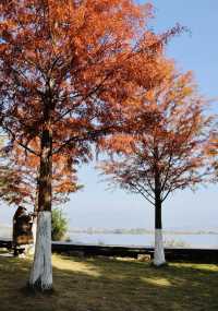 超治癒！快來打卡邛海濕地公園這些高顏值冬日秋景