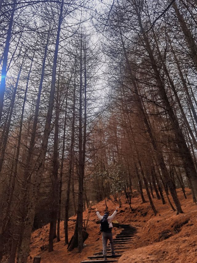 臥龍幹海子，踩滿地松針，看山頂最孤獨的樹