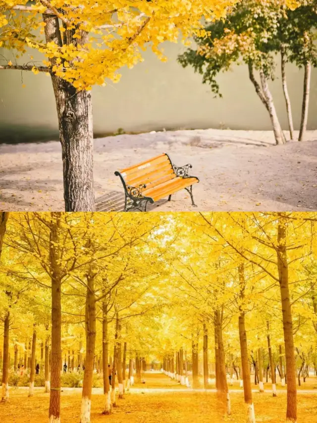 หมวกภูเขา Ginkgo | นิทานสุดสวยในฤดูใบไม้ร่วง (พร้อมคำแนะนำ)