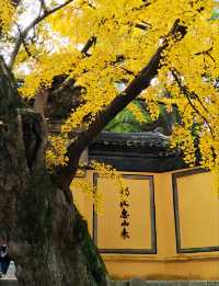 每年必看的惠山寺古銀杏樹！！！