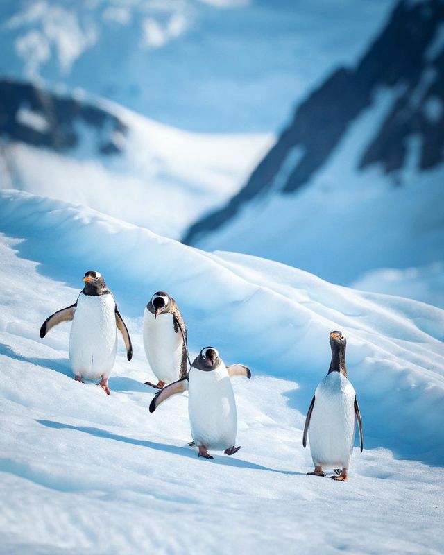 Once in a lifetime memories in Antarctica with poseidonexpeditions: