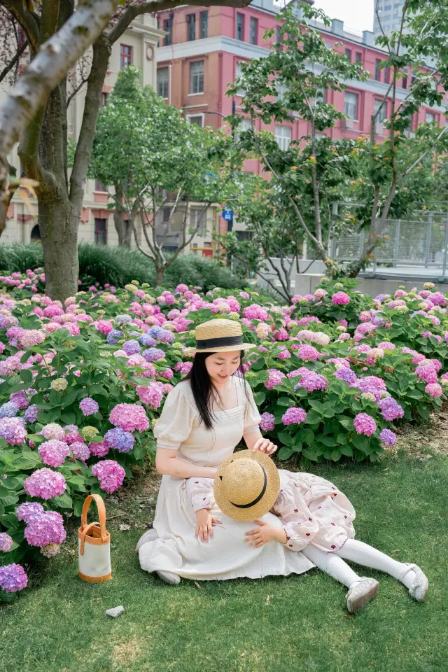 The romantic hydrangea sea on the Bund in early summer is rushing!