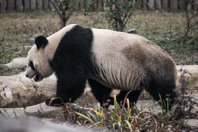 去成都熊貓基地之前，一定要看這篇！