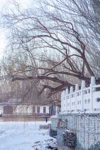 冬季的勞動公園，可賞雪，可滑冰