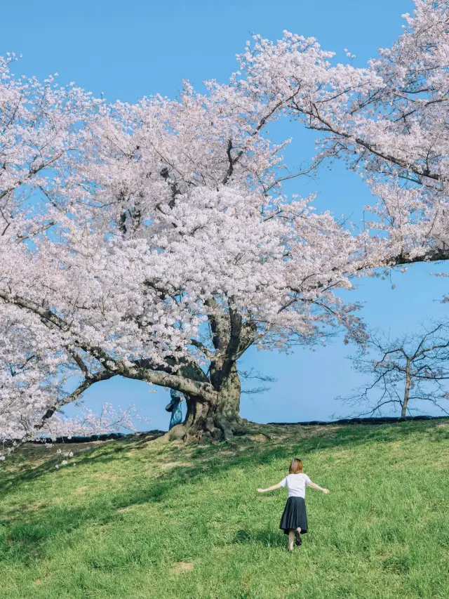 In spring, let's go to see the cherry blossoms together~