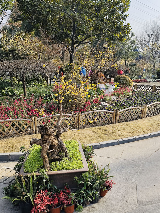 蠟梅展/真如公園