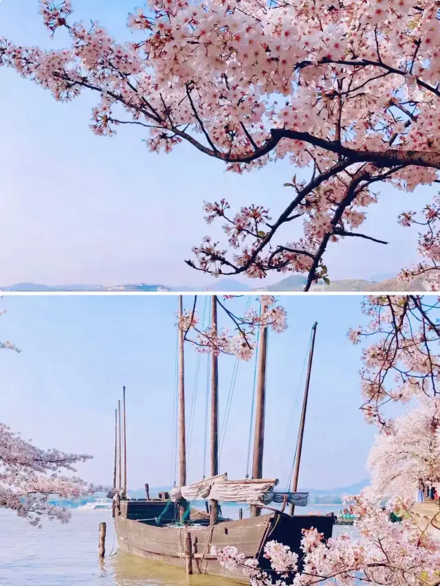 This year, I won't allow you to miss the cherry blossom festival at Wuxi's Turtle Head Isle again