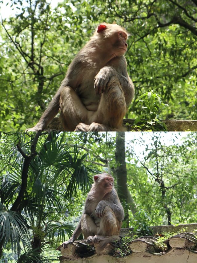 貴陽5元看大熊貓自由，附黔靈山公園遊玩攻略路線