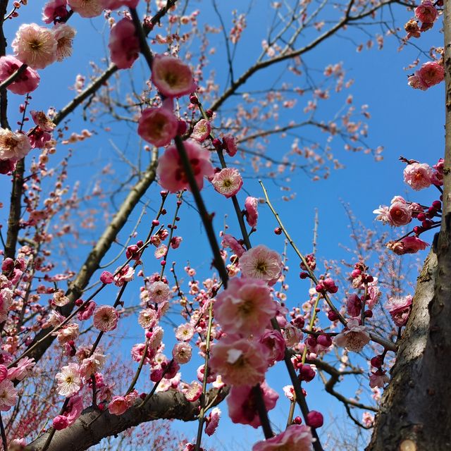 賞梅踏青＿無錫梅園