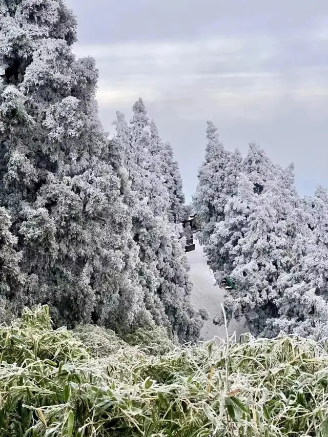 Hengshan Heavy Snow | Come and enjoy the rime and snowy forest