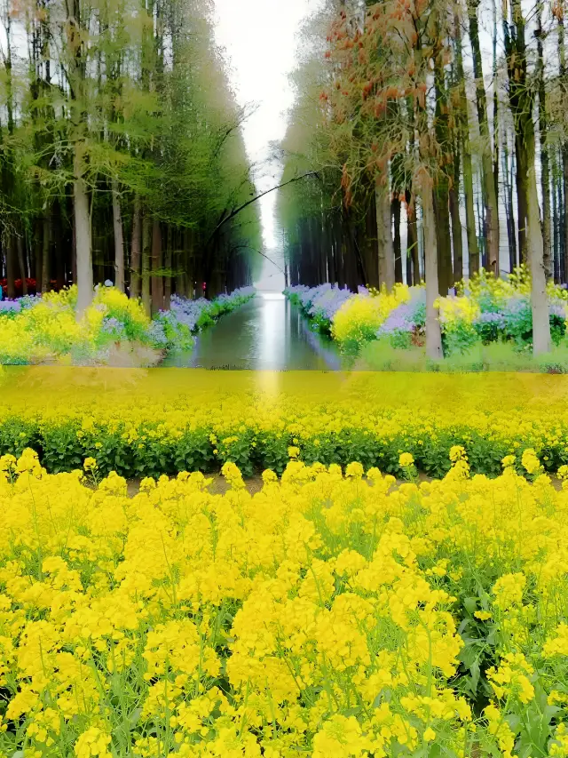 Taizhou's Secret Romance: The Waterborne Canola Flower Sea, unbelievably beautiful