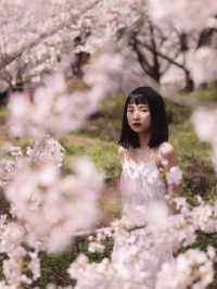 找到了🌸現實版東方青蒼的七情樹開花了
