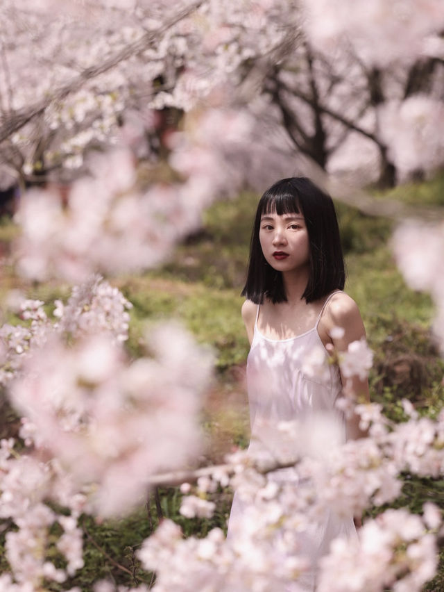 找到了🌸現實版東方青蒼的七情樹開花了