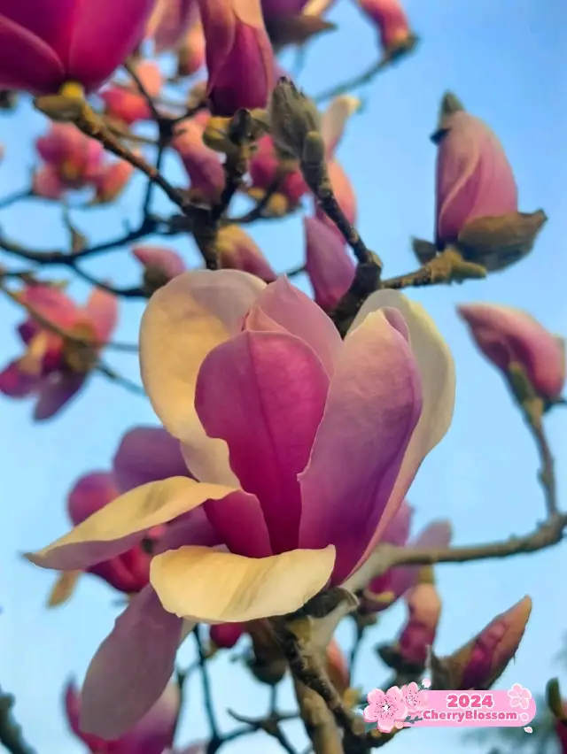 Unexpected Beauty: Magnolia Surprise 🌸