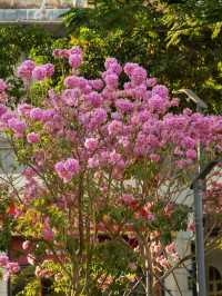 <《深圳今日浪漫：紫木風鈴花開遍，粉色花海等你來》