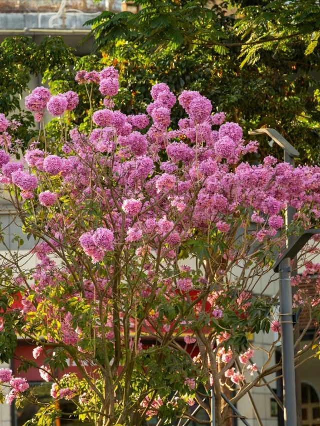 <《深圳今日浪漫：紫木風鈴花開遍，粉色花海等你來》