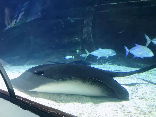 陽光海岸水族館 | 開啟奇妙的海底之旅