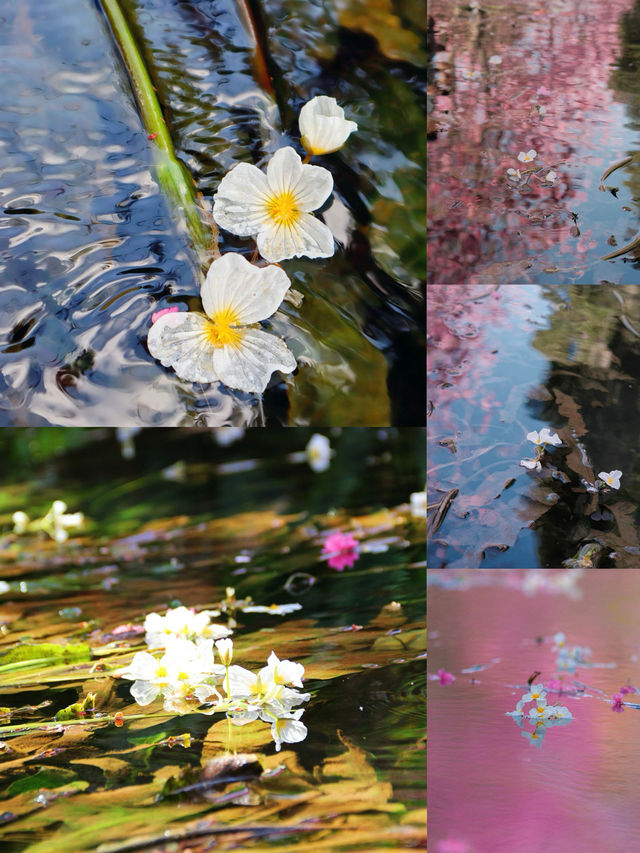 豐澤源植物園，滿足了春天的所有幻想