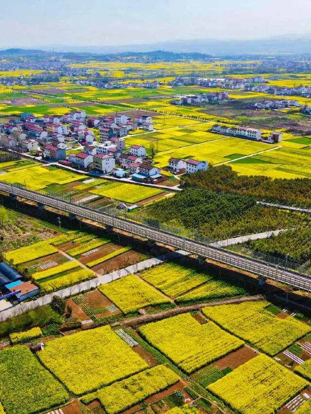 The rapeseed flowers in Hanzhong have bloomed in 2024