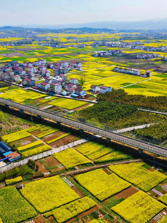 2024年漢中油菜花已盛開