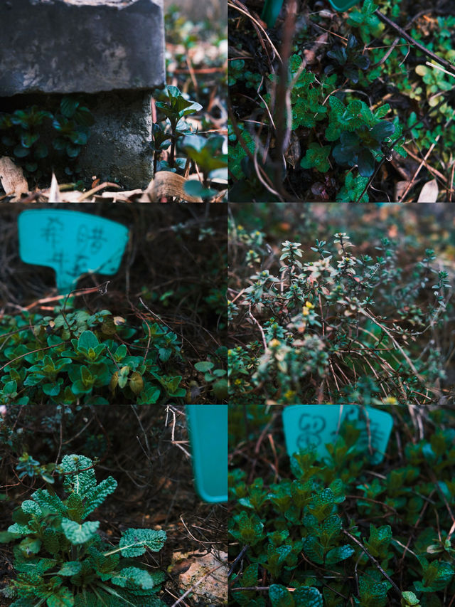 莫干山的松弛感｜邂逅一場香草湯泉