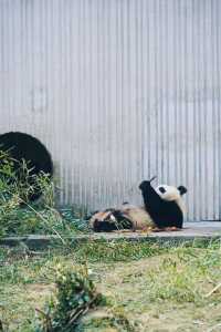 看熊猫，一定要去汶川卧龍大熊猫基地