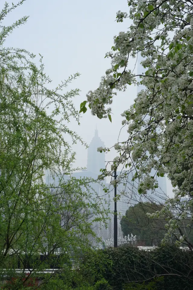 上海探花：古城公园的银柳と梨花