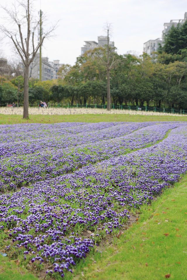 這裡的鬱金香開了，周末來大寧公園賞花吧