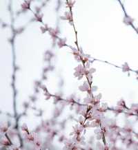 山野桃花開—鄭國渠