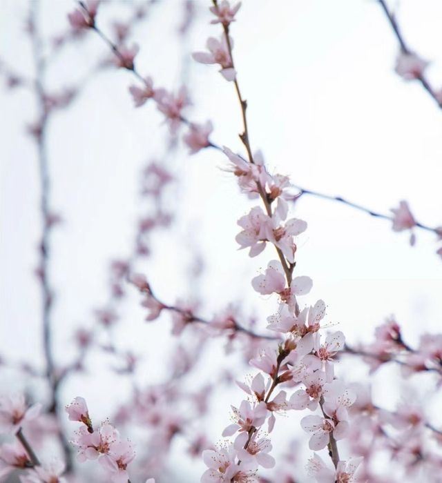 山野桃花開—鄭國渠