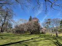 中央公園的春天