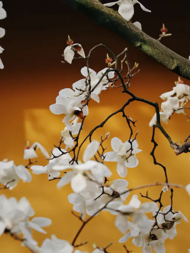 The magnolias at Faxi Temple gradually bloom over the weekend - Hangzhou's most beautiful sea of flowers (with guide)