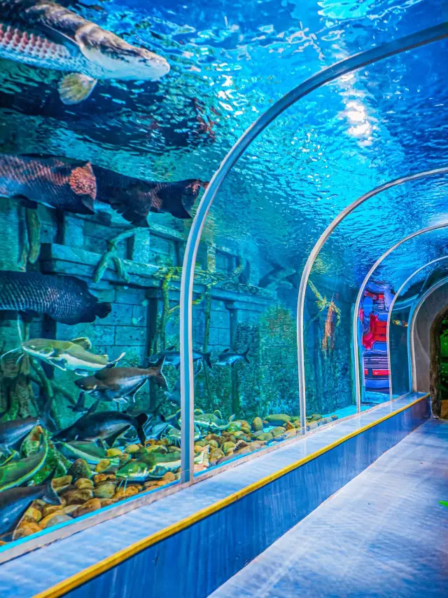 Come to Guanlan Lake Oceanarium for a wonderful journey