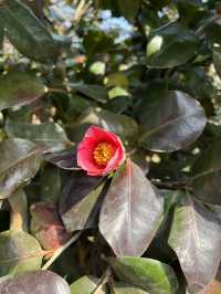 青島賞花好去處，人少景美的百花園首當其衝！