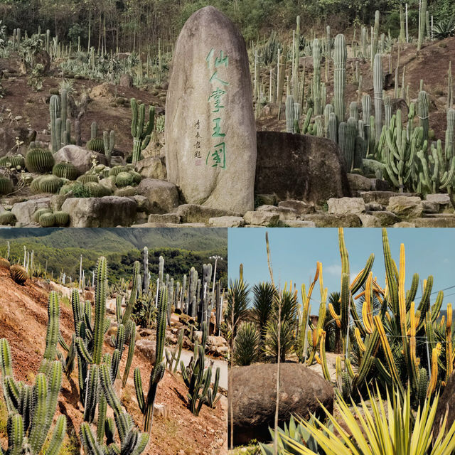 福建漳州 仙人掌王國 不來都是一種遺憾