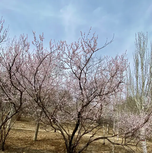 The spring of wild peach blossoms in Saihan Tala