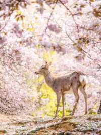 Nara Deer park Covered in pink 🌸🇯🇵