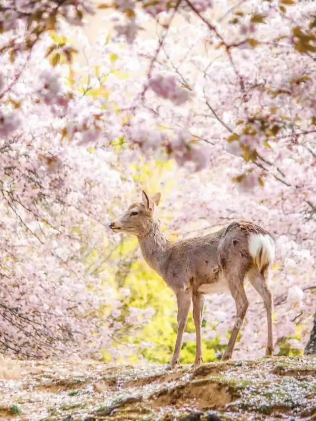 Nara Deer park Covered in pink 🌸🇯🇵