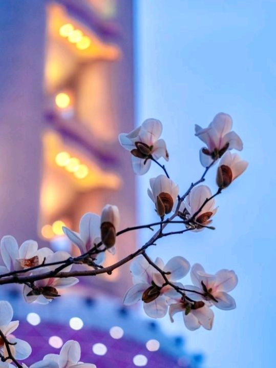 Flower Sea on The North Bund Shanghai ❤️🇨🇳