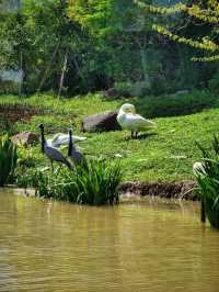 上海野生動物園保姆級攻略