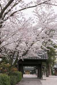 古寺與櫻花