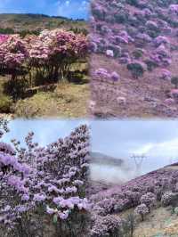 涼山的索瑪花【高山杜鵑】開了