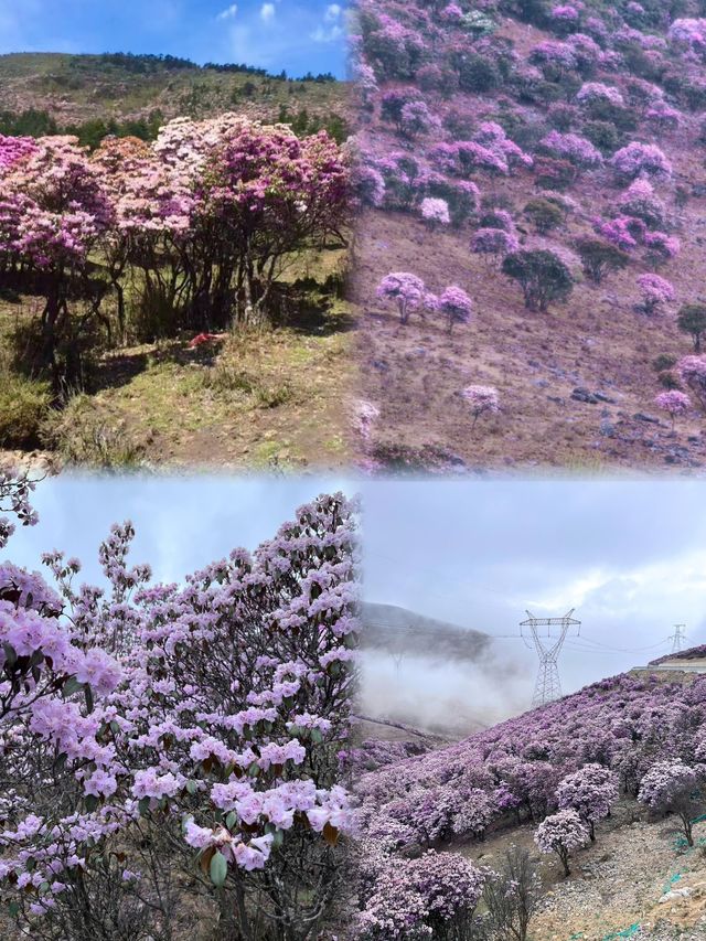 涼山的索瑪花【高山杜鵑】開了