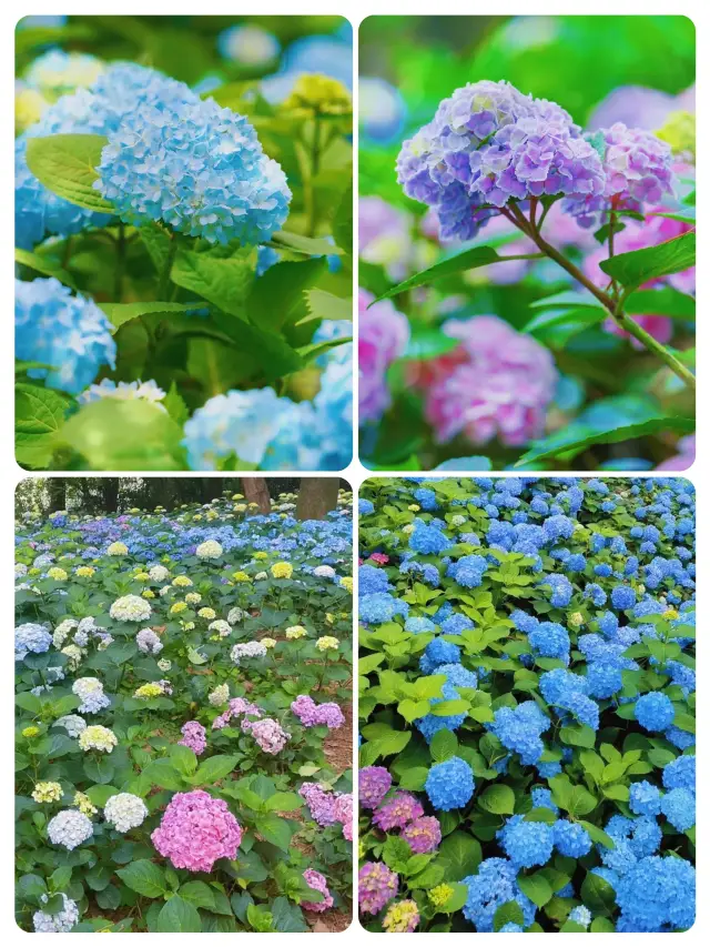 Linping Park is in full bloom with hydrangeas, beautiful as a poem, intoxicating!