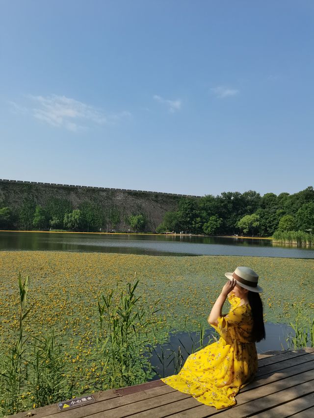 城市公園圖鑑 | 琵琶湖的荇菜花，美成頂流