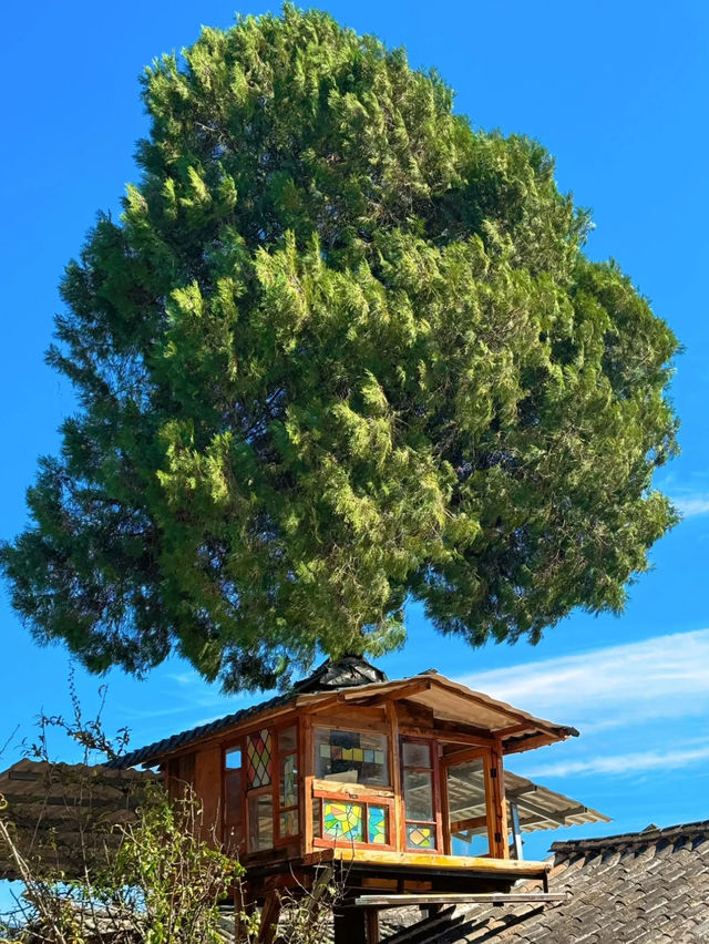 沙溪｜高山杜鹃，秘境中的花團綻放和古鎮裡的樹屋