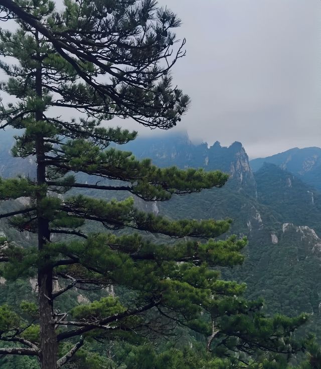 別錯過！南陽出發，西峽老界嶺夏季避暑全攻略！